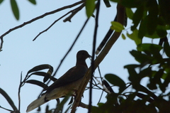 Streptopelia senegalensis