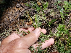 Astragalus bolanderi