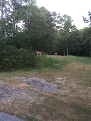 Odocoileus virginianus virginianus