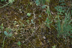 Coronilla scorpioides
