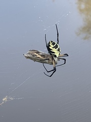 Argiope aurantia