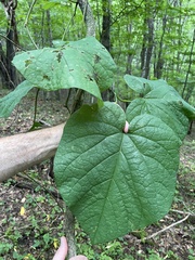 Aristolochia