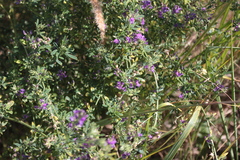 Medicago sativa