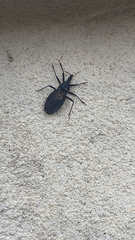 Triatoma