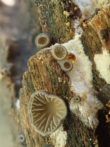 Hohenbuehelia leightonii