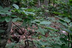 Euonymus latifolius