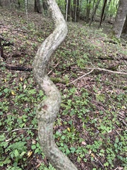 Aristolochia