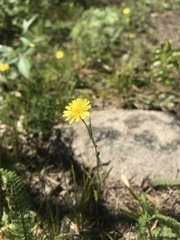 Crepis