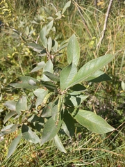 Salix lapponum
