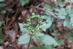 Allium decipiens quercetorum