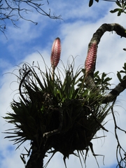 Tillandsia lampropoda