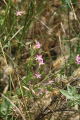 Schenkia spicata