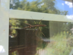 Stagmomantis carolina