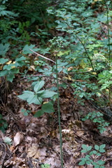 Allium decipiens quercetorum