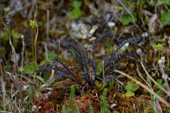 Pedicularis lapponica