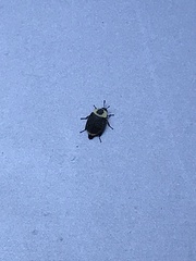 Necrophila americana
