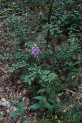Campanula bononiensis