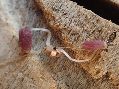 Coprinopsis clastophylla