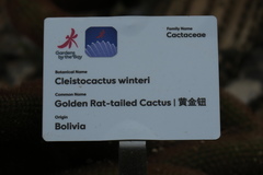 Cleistocactus winteri
