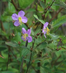 Rhexia virginica