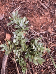 Plantae