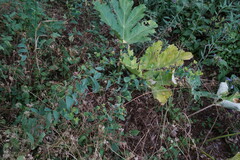 Bupleurum rotundifolium