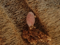 Coprinopsis clastophylla