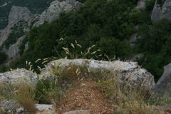 Melica transsilvanica
