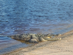 Crocodylus acutus