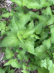 Ageratina jucunda