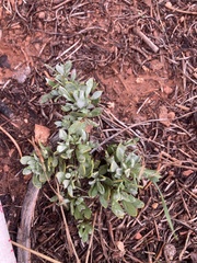 Plantae