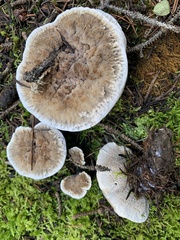 Hydnellum suaveolens