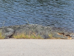 Crocodylus acutus