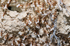 Anoplolepis gracilipes