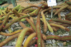 Cleistocactus winteri