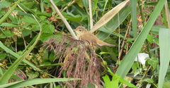 Acrocephalus scirpaceus
