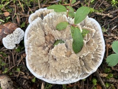 Hydnellum suaveolens