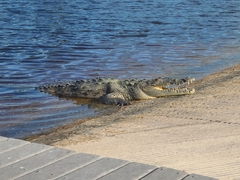 Crocodylus acutus