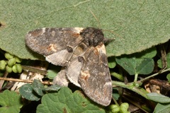 Notodonta dromedarius