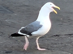 Larus occidentalis