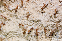 Anoplolepis gracilipes