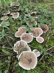 Hydnellum suaveolens