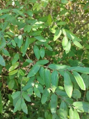 Lonicera morrowii