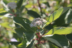 Cornus