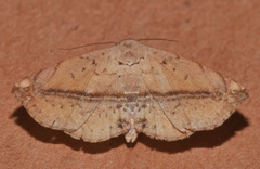 Eublemma abrupta