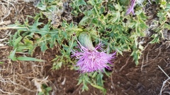 Cirsium acaule