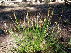 Juncus parryi
