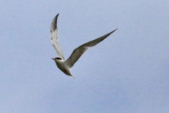 Sterna hirundo