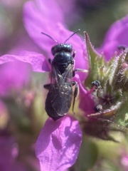 Ceratina calcarata