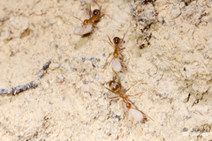 Anoplolepis gracilipes